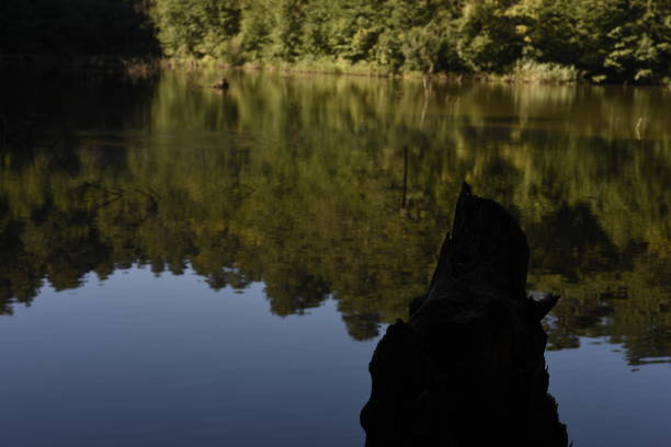 Reflection on the lake of pine trees