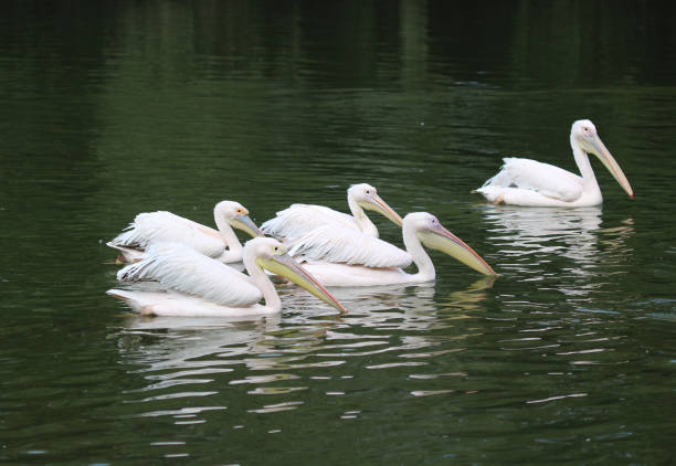 istock The great white pelican (Pelecanus onocrotalus) 844062752