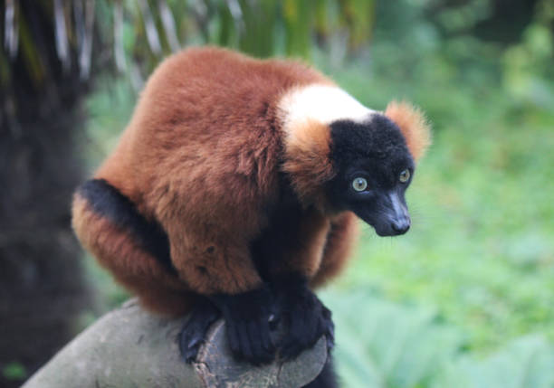 close up of red ruffed lemur