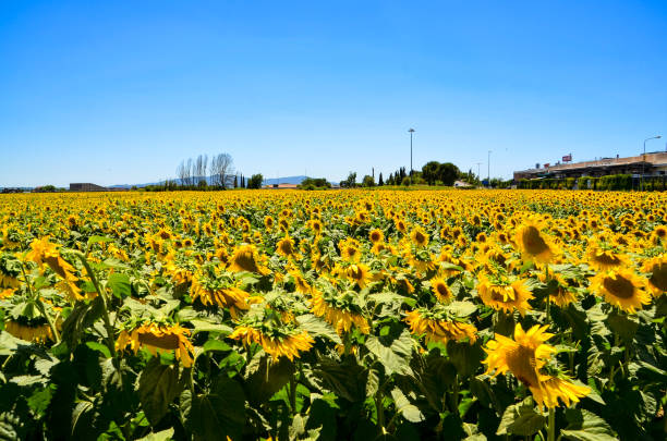 istock Sunflower Field in Italy 844068748