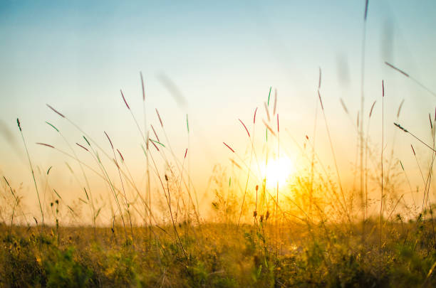 istock Green grass stem growing outdoors 844068840