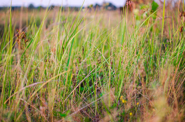istock Green grass stem growing outdoors 844068944