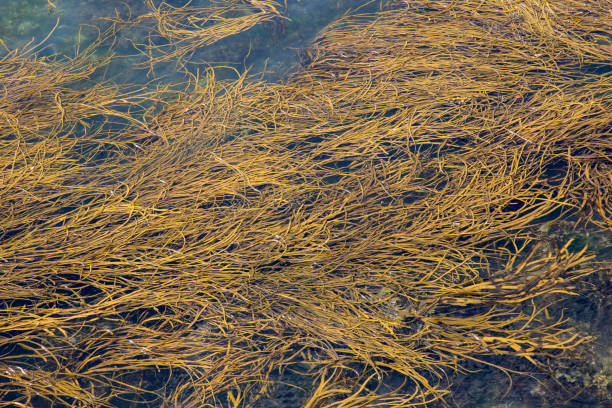 istock Seaweed Plant, Ferrol; Galicia 844071294