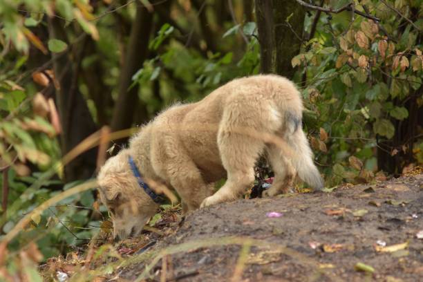 istock Small white puppy searching the ground for food 844080754
