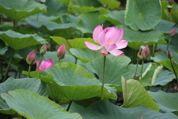 istock Pink lotus with green large leaves 844081078