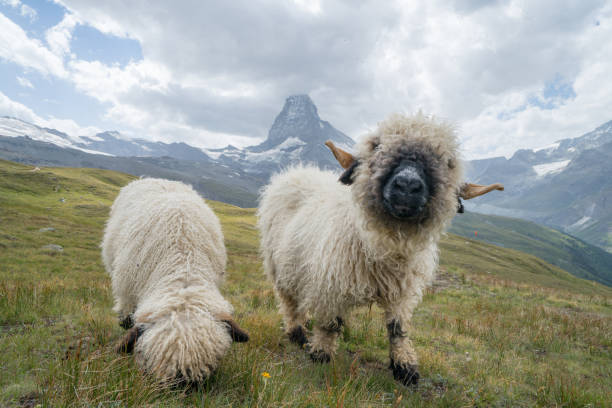 divertido ovejas en matterhorn, suiza - matterhorn swiss culture european alps mountain fotografías e imágenes de stock