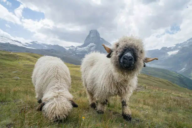 Two sheeps grazing grass in Zermatt with the beautiful and famous Matterhorn peak on the background. Switzerland culture, mountain life concept