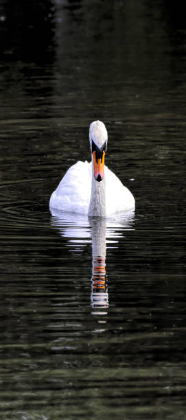 istock Reflected white swan head on dark background Cygnus olor 844081456