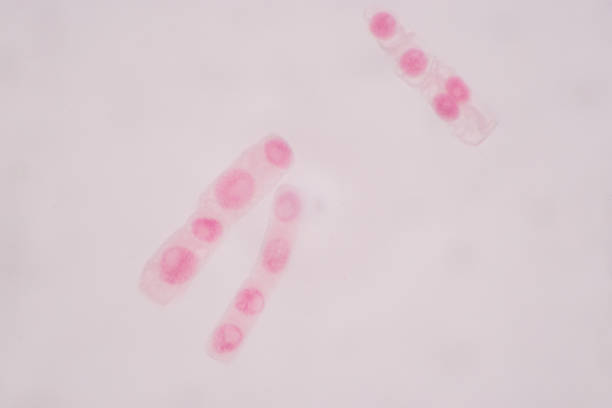 Micronuclei Microscope 160+ Micronucleus Stock Photos, Pictures & Royalty-Free Images - iStock