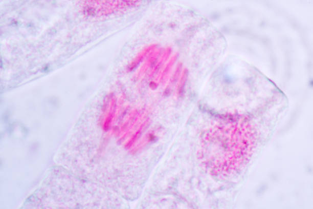 podział komórek i cykl komórkowy pod mikroskopem. - interphase zdjęcia i obrazy z banku zdjęć