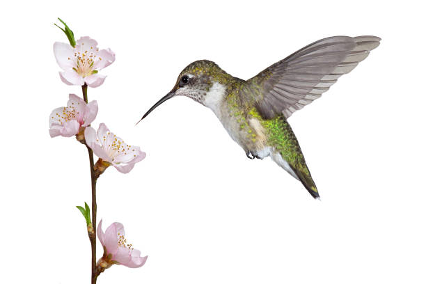 Hummingbird and a Fruit Blossom A ruby throated hummingbird hovers over a pink fruit tree blossom. Its tongue darts toward the stamen and pistil of in search of the bloom's sweet nectar. White background cherry blossom branch on white stock pictures, royalty-free photos & images