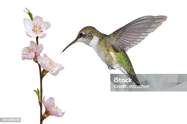 Hummingbird And A Fruit Blossom Stock Photo - Download Image Now - Hummingbird, Cut Out, White Background