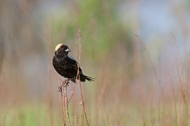 Bobolink in a Prairie atop Goldenrod Stem The straw colored head of a bobolink stands out prominently in a prairie of dying goldenrod stems. Its unique feather coloring make the bird easily identifiable in contrast to tans, greens and blue hues of an open meadow. bobolink stock pictures, royalty-free photos & images