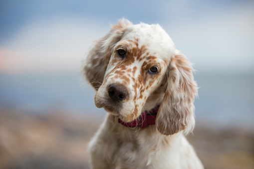 Pictures of English Setter puppies.