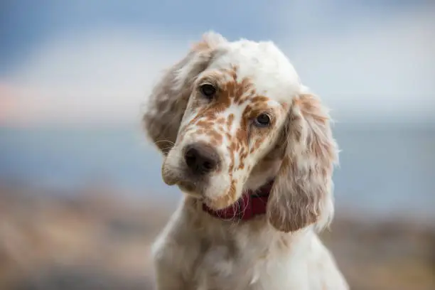 Photo of Pictures of English Setter puppies.