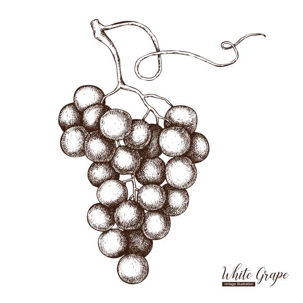 ilustracja winogron - grape nature design berry fruit stock illustrations