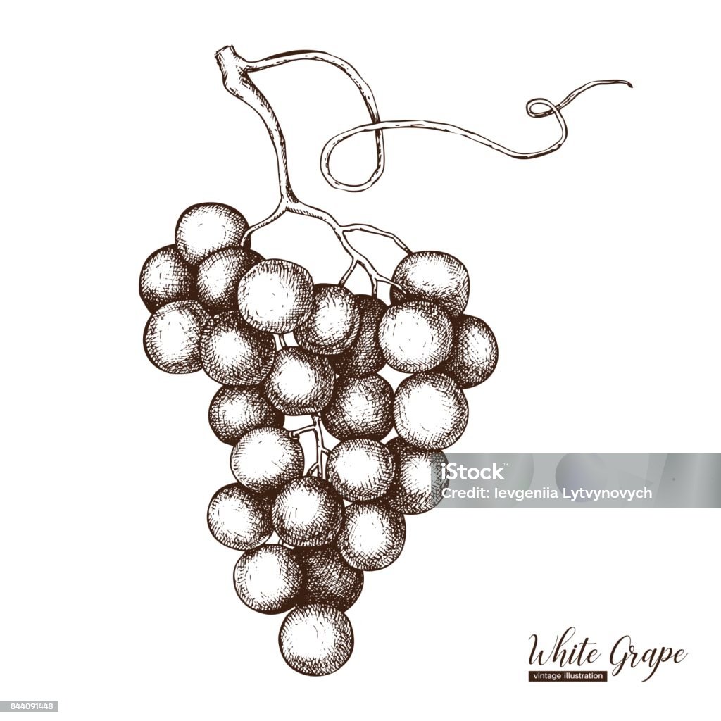 grapes illustration White grapes vintage sketch. Hand drawn illustration. Engraved vine drawing. Vector botanical design. Grape stock vector