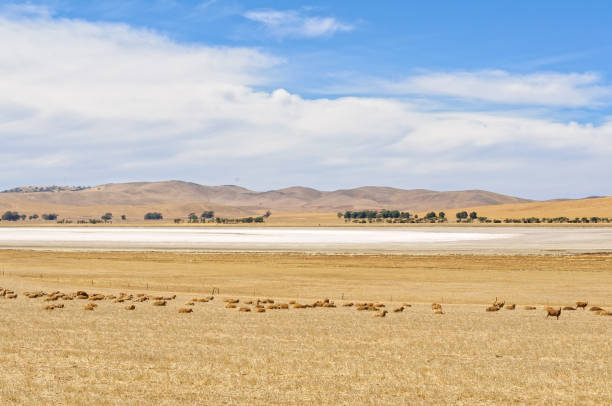 istock Dry salt lake - South Australia 844091486