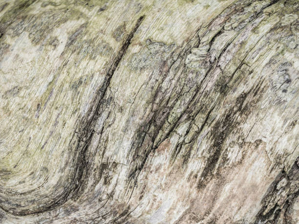 istock Abstract and closeup of dry cracked timber texture. 844092122