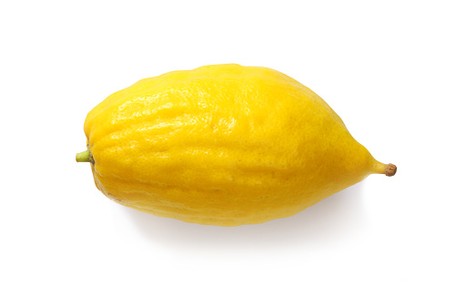 Jewish festival of Sukkot. Etrog (Lemon)Traditional symbol (One of The four species). Isolated on white.