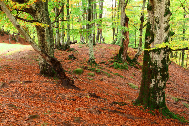 istock Golden Autumn in the Carpathians 844096126
