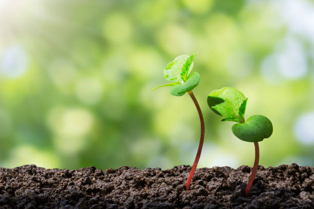 istock Young green sprout with water drop growing up from soil on blurred green bokeh with soft sunlight  background, environmental concept 844098532