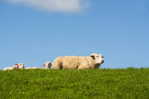 istock Sheep and lambs under a blue sky on the dike 844099746
