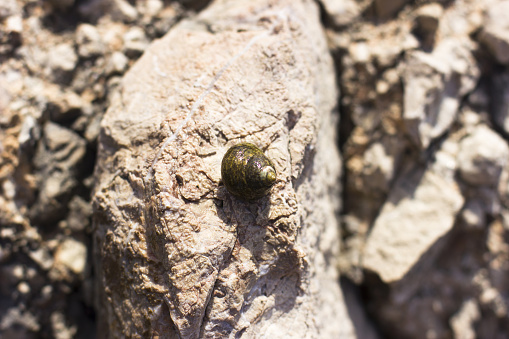 Sea snail on the rock near sea