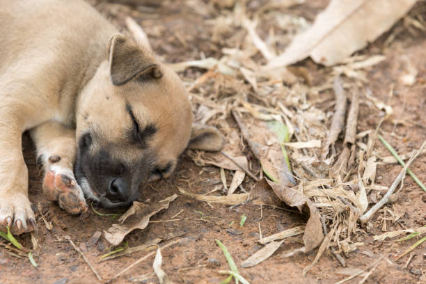 istock Dog has sleeping on the ground in the forest. 844106260