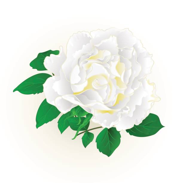 istock White rose and leaves vintage  Festive background vector illustration editable 844106494