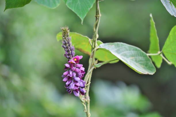 istock Pueraria lobata 844106734