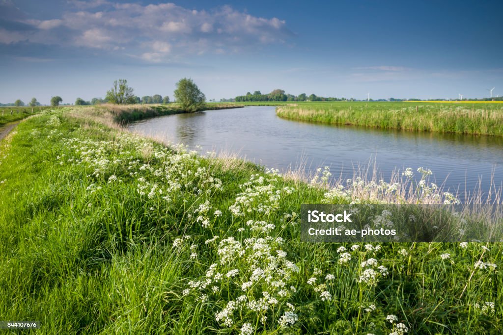 East Frisian landscape with yarrow and river East Frisia. Funnix. River. Harle. East Frisia Stock Photo