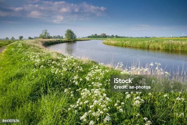 East Frisian Landscape With Yarrow And River Stock Photo - Download Image Now - East Frisia, Beauty In Nature, Flowing Water