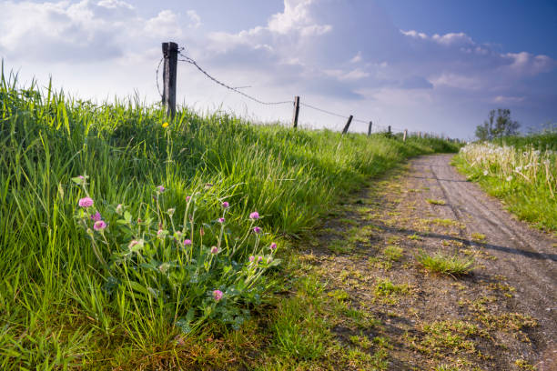 istock East Frisian landscape with path and clover 844109896