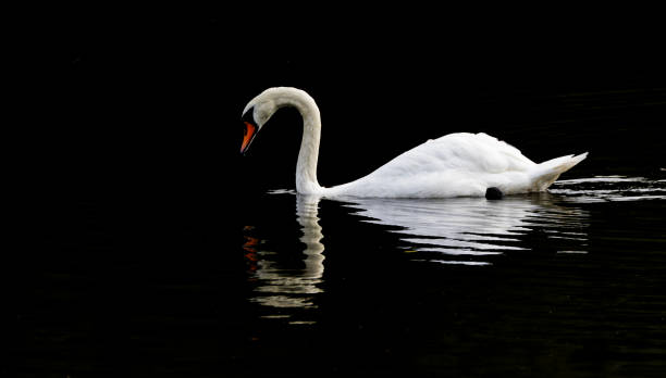 istock Reflected white swan swimming dark background Cygnus olor 844114660