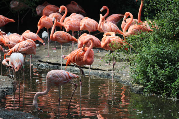 istock greater flamingo (Phoenicopterus roseus) 844116956