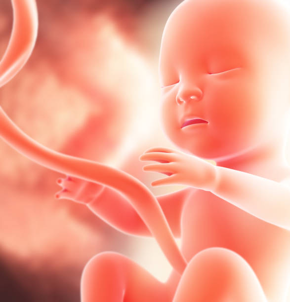 humain foetus medical concept graphique et contexte scientifique. - foetus étape de fécondation humaine photos et images de collection