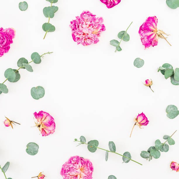 istock Round frame pattern with pink roses and eucalyptus leaves on white background, Flat lay, Top view 844117892