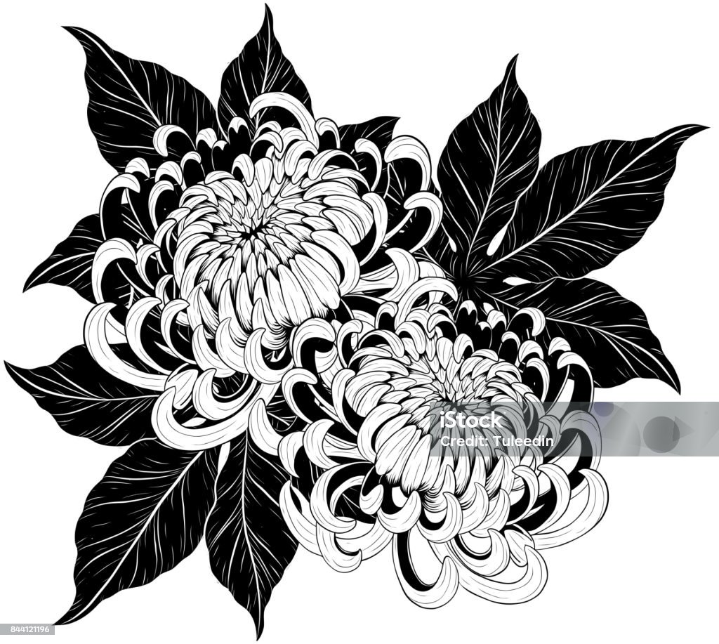 Chrysantheme Blume von Hand zeichnen - Lizenzfrei Chrysantheme Vektorgrafik