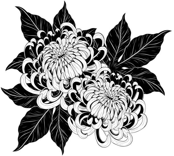 Chrysanthemum flower by hand drawing Chrysanthemum vector on white background.Chrysanthemum flower by hand drawing.Floral tattoo highly detailed in line art style.Flower tattoo black and white concept. tattoo designs stock illustrations