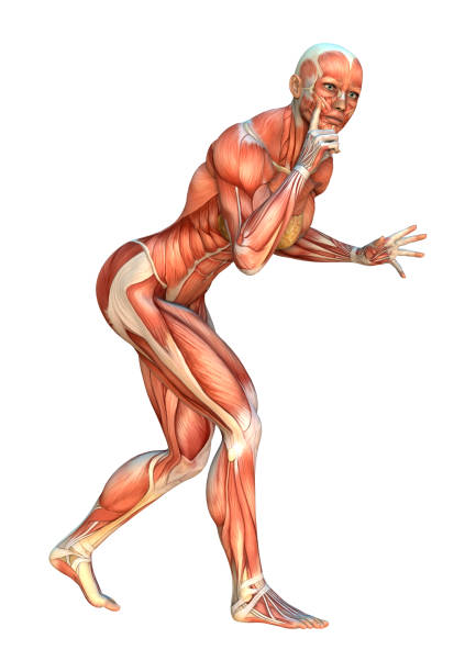 istock 3D Rendering Female Figure with Muscle Maps on White 844121890