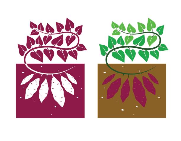 ilustrações, clipart, desenhos animados e ícones de vetor de planta de batata-doce - sweet potato