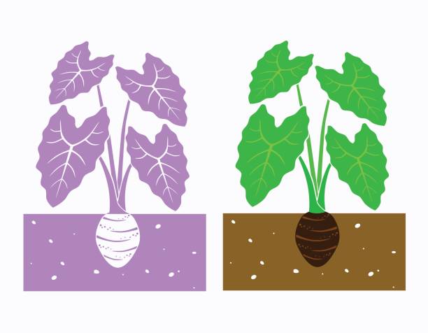 taro plant vector taro plant with leaves and tuber,vector illustration taro leaf stock illustrations