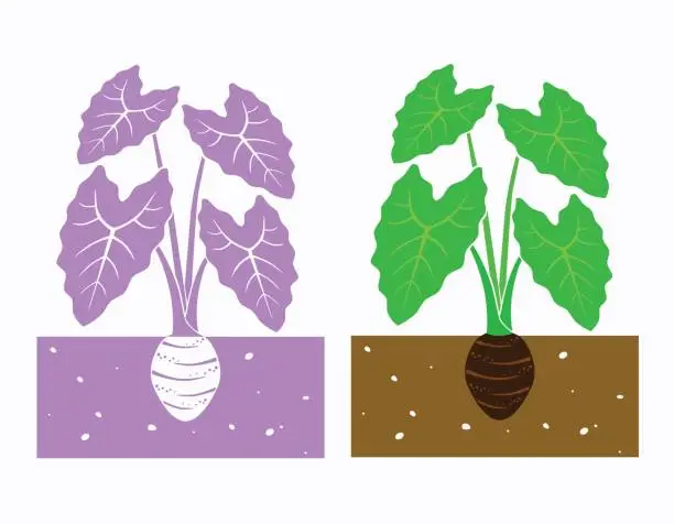 Vector illustration of taro plant vector