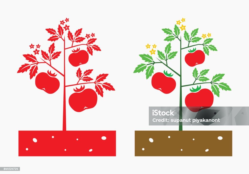 Tomato Plant Vector Stock Illustration - Download Image Now - Tomato Plant,  Cartoon, Community Garden - iStock