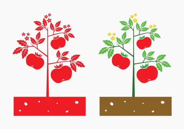 Vector illustration of tomato plant vector