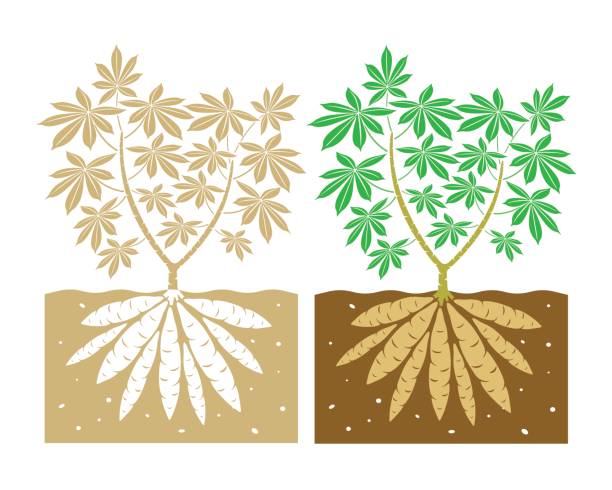 cassava plant vector cassava plant with leaves and tubers,vector illustration mandioca stock illustrations