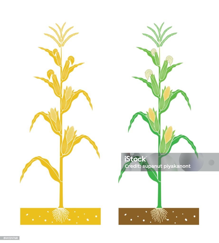 Growing Corn Vector Corn Plant Vector Stock Illustration - Download Image Now ...