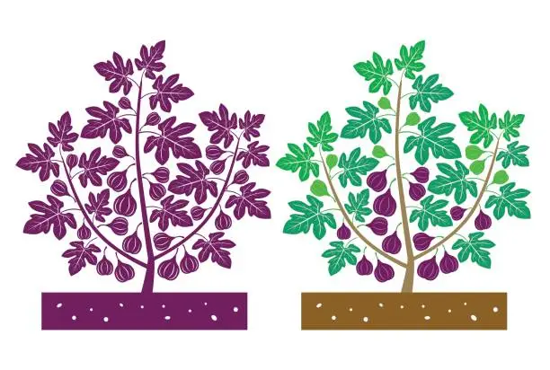 Vector illustration of fig tree vector