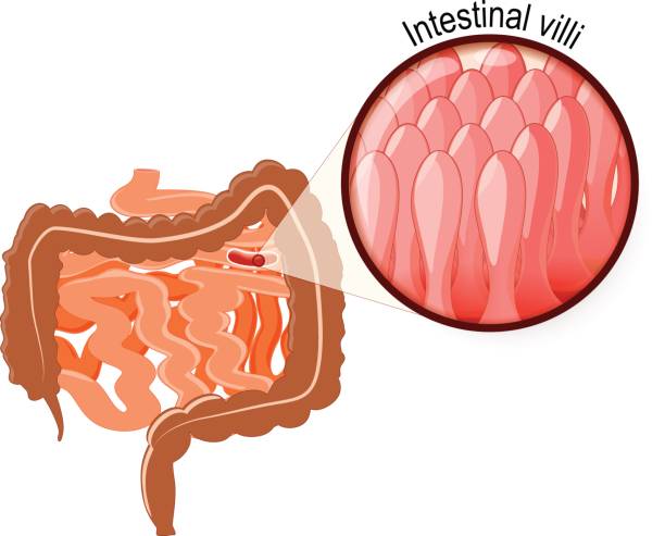 Intestinal Villi, Large and small intestine Gastrointestinal tract. Intestinal Villi, Large and small intestine. Human anatomy small intestine stock illustrations